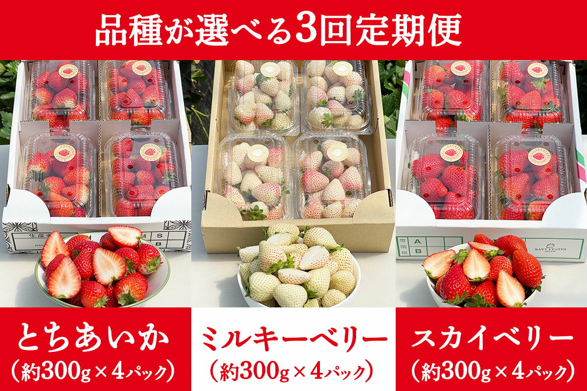 【ふるさと納税】[先行予約] [定期便／3ヶ月] 日光産 プレミアムいちご「スカイベリー／とちあいか／ミルキーベリー」定期便 (毎月お届け 約1.2kg×3回 計3.6kg) [2026年1月中旬から順次発送]｜スカイベリー とちあいか ミルキーベリー いちご イチゴ 苺 [0681-0684] サムネイル2