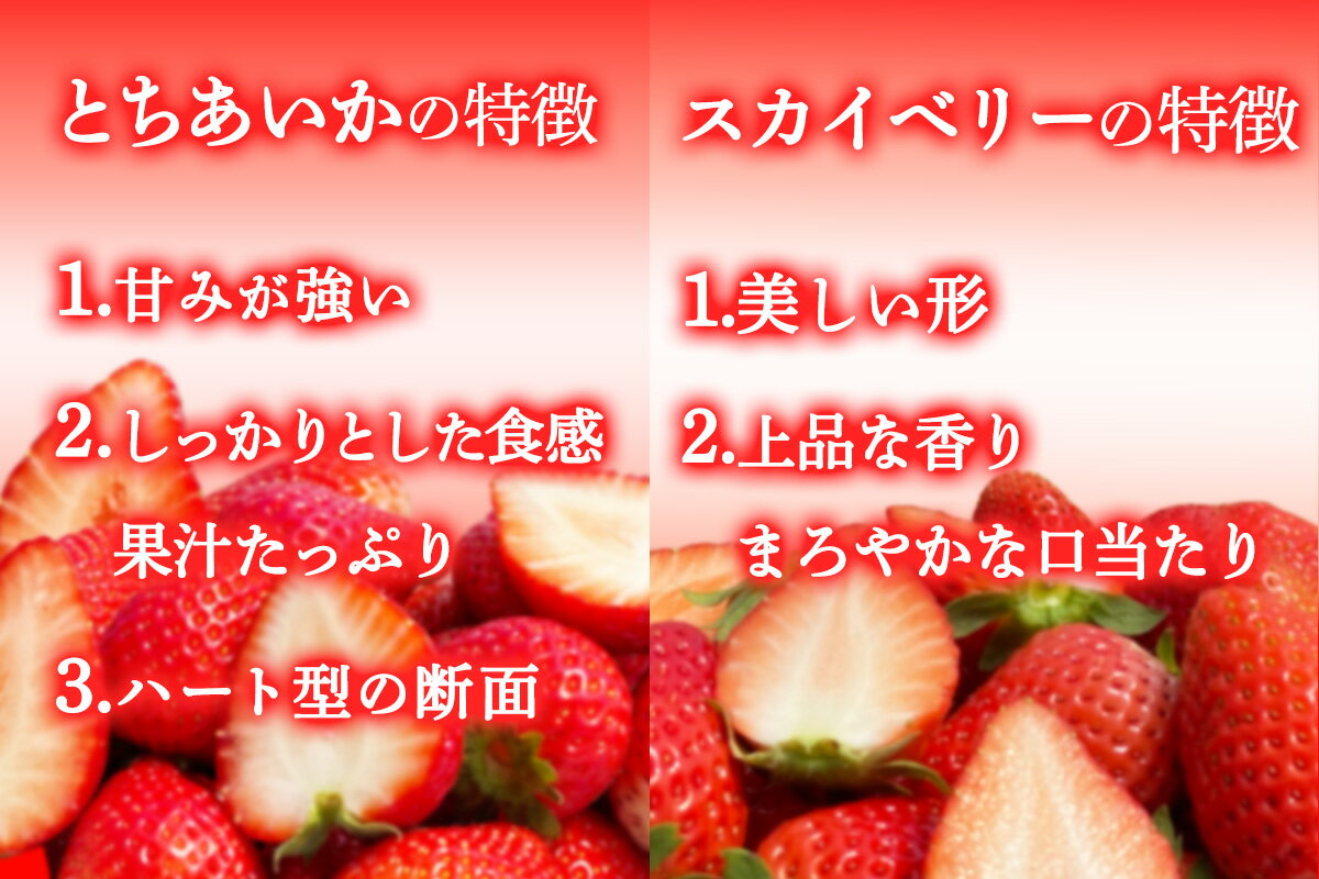 【ふるさと納税】[先行予約] [定期便／3ヶ月] 日光産 人気のいちご3品種定期便 (毎月1品種 約1.2kg×3回 計3.6kg) [2026年1月中旬から順次発送]｜とちあいか ミルキーベリー スカイベリー いちご イチゴ 苺 果物 日光産 栃木県産 フルーツ 期間限定 数量限定 [0685] サムネイル3