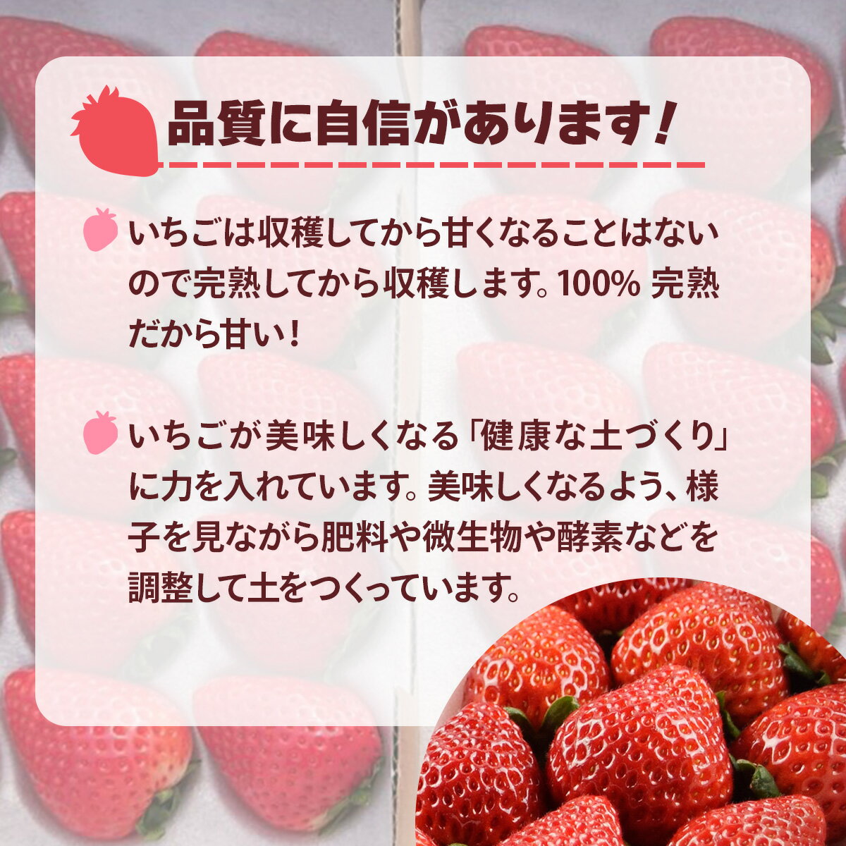 【ふるさと納税】[先行予約] 大粒とちあいか 大箱入り 30粒から36粒入り[2025年12月中旬より順次発送]｜とちあいか いちご イチゴ 苺 大粒 果物 果実 フルーツ 産地直送 日光市産 栃木県産 数量限定 [0647] サムネイル2