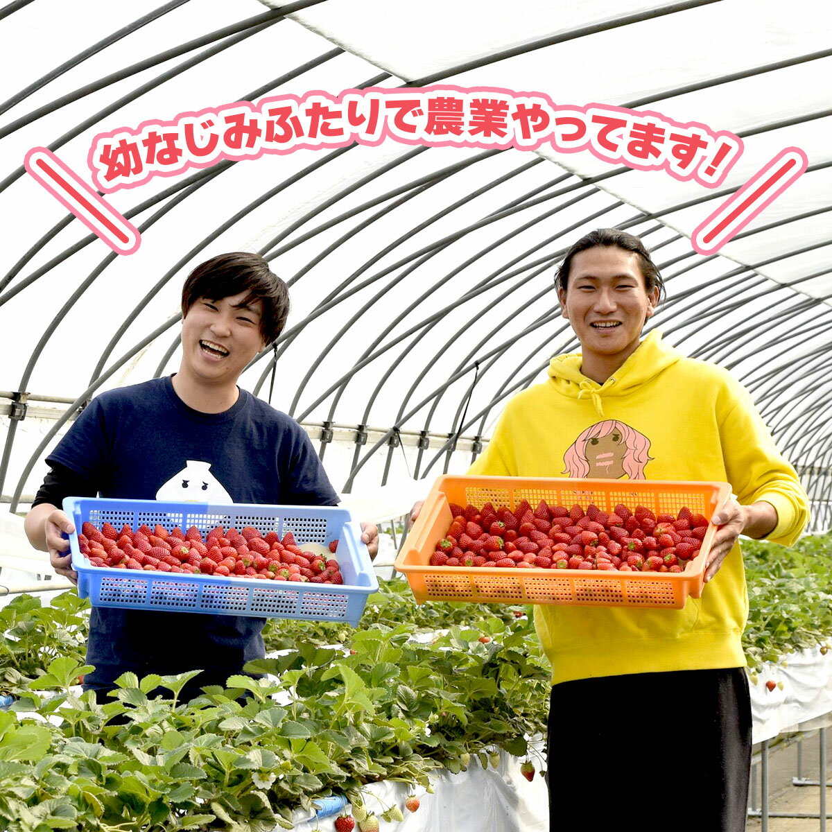 【ふるさと納税】[先行予約] 大粒とちあいか 大箱入り 30粒から36粒入り[2025年12月中旬より順次発送]｜とちあいか いちご イチゴ 苺 大粒 果物 果実 フルーツ 産地直送 日光市産 栃木県産 数量限定 [0647] サムネイル3