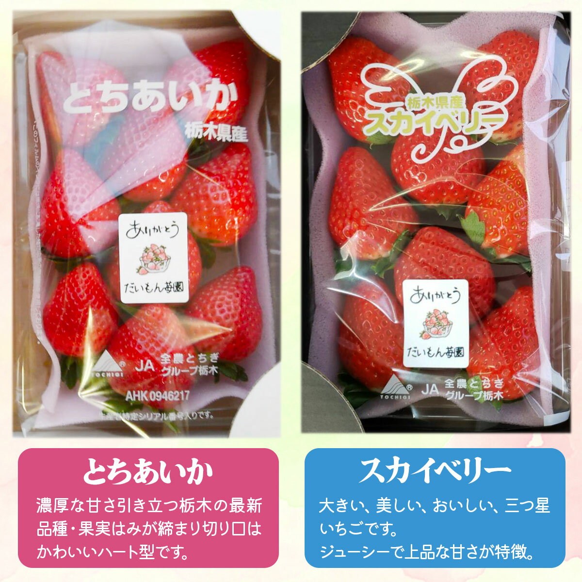 【ふるさと納税】[先行予約] 2種お楽しみ食べ比べセット「とちあいか＆スカイベリー」計300g×2パック [2026年1月上旬より順次発送]｜先行予約 期間限定 とちあいか スカイベリー ミルキーベリー いちご イチゴ 苺 フルーツ 果実 スイーツ 日光市産 栃木県産 産地直送 [0457] サムネイル3