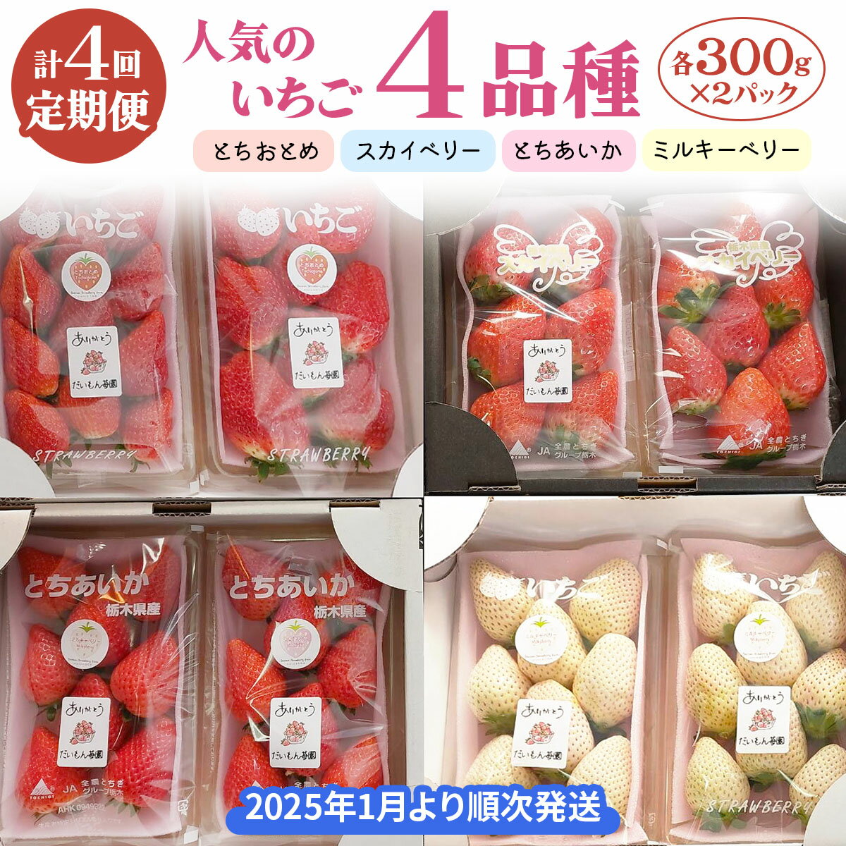 [先行予約] [定期便／4か月] 人気のいちご4品種(とちおとめ・スカイベリー・とちあいか・ミルキーベリー) 300g×2パック×4回 [2026年1月上旬より順次発送]｜ 期間限定 いちご イチゴ 苺 フルーツ 果実 スイーツ 日光市産 栃木県産 産地直送 [0460]
