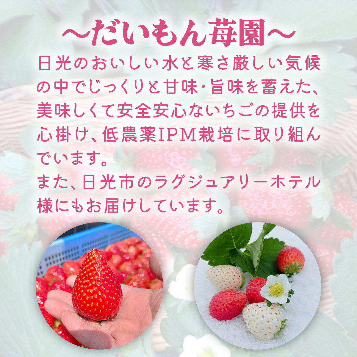 【ふるさと納税】[先行予約] [定期便／4か月] 人気のいちご4品種(とちおとめ・スカイベリー・とちあいか・ミルキーベリー) 300g×2パック×4回 [2026年1月上旬より順次発送]｜ 期間限定 いちご イチゴ 苺 フルーツ 果実 スイーツ 日光市産 栃木県産 産地直送 [0460] サムネイル2