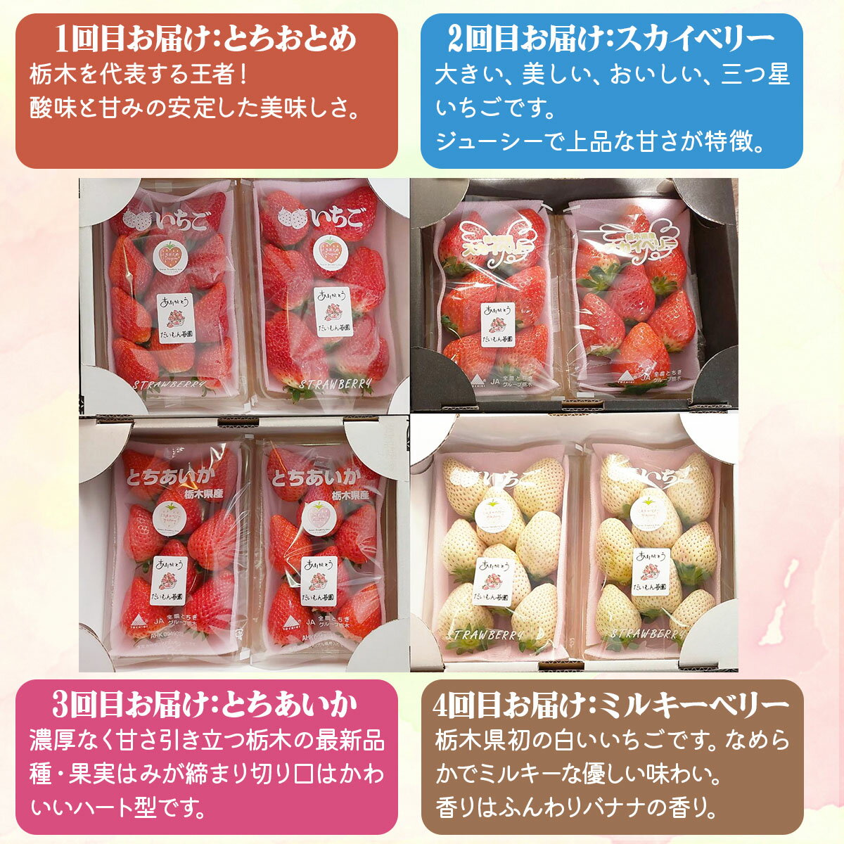【ふるさと納税】[先行予約] [定期便／4か月] 人気のいちご4品種(とちおとめ・スカイベリー・とちあいか・ミルキーベリー) 300g×2パック×4回 [2026年1月上旬より順次発送]｜ 期間限定 いちご イチゴ 苺 フルーツ 果実 スイーツ 日光市産 栃木県産 産地直送 [0460] サムネイル3
