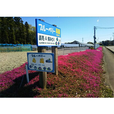 【ふるさと納税】【先行予約】ブルーベリー生果 280g x 4パック 『大粒・完熟』〈6～8月出荷〉_ ブルーベリー 大粒 完熟 あまい 甘い 農薬不使用 国産 果物 くだもの 果実 フルーツ 贈答 ギフト プレゼント 産地直送 産直 冷蔵 送料無料 【配送不可地域：離島】【1112401】 サムネイル2