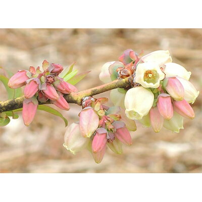 【ふるさと納税】【先行予約】ブルーベリー生果 280g x 4パック 『大粒・完熟』〈6～8月出荷〉_ ブルーベリー 大粒 完熟 あまい 甘い 農薬不使用 国産 果物 くだもの 果実 フルーツ 贈答 ギフト プレゼント 産地直送 産直 冷蔵 送料無料 【配送不可地域：離島】【1112401】 サムネイル3