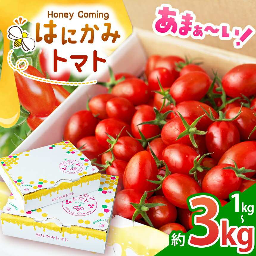 トマト 太陽の恵みをたっぷり浴びた はにかみトマト【先行予約】選べる 1kg 2kg 3kg ｜ 野菜 トマト フルーツ トマト ミニトマト 特産品 栃木県 真岡市 人気 お試し リコピン 豊富 1キロ 寄附 ベジタブル 果物 人気 高評価 野菜ランキング 1位 獲得
