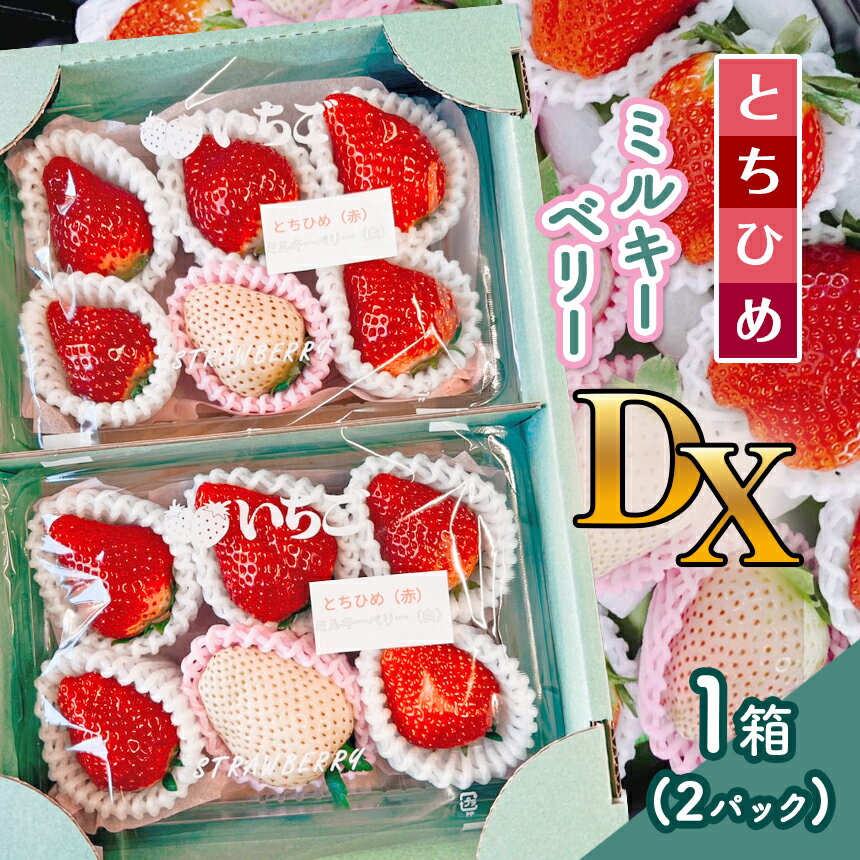 【先行予約】とちひめ・ミルキーベリー DX 1箱(2パック) 〈期間限定〉12月～2月発送｜苺 いちご ストロベリー パック 厳選 手作り 農家 特産品 栃木県 真岡市 美味しい おいしい 美味い うまい 人気 旬 新鮮 フレッシュ ジューシー 甘い あまい 送料無料