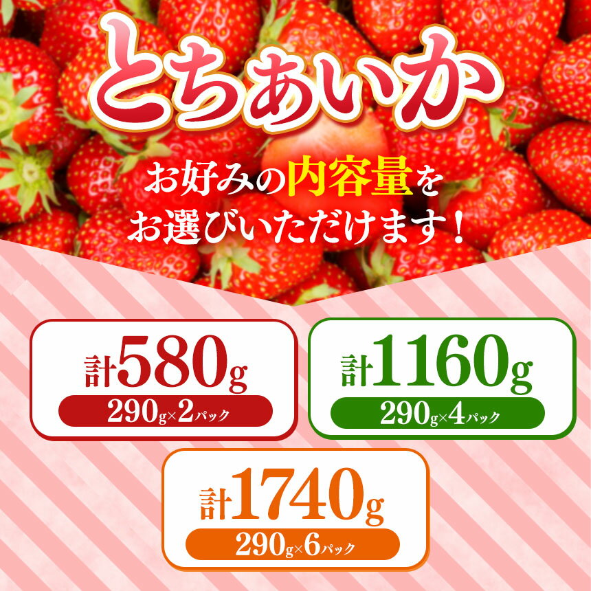 【ふるさと納税】【2026年先行予約】日本一のいちご生産量を誇るJAはが野が厳選！新鮮とちあいか | 選べる 果物 苺 いちご フルーツ 果実 果物 人気品種 イチゴ 日本一 いちご王国栃木の首都もおか 甘い ギフト プレゼント 真岡市 栃木県 送料無料 サムネイル2