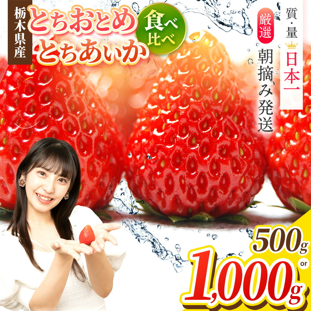 楽天限定 いちご とちあいか とちおとめ 訳あり 人気 食べ比べ セット 選べる 500g or 1000g 【2026年 先行予約】限定｜ 1月 2月 3月 農林水産大臣賞 受賞農家 2品種 栃木県産 真岡市 日本一 苺 イチゴ スイーツ ジャム アレンジ 産地直送 直送
