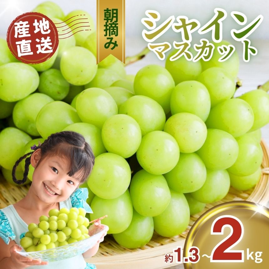 【先行予約】朝摘み直送 シャインマスカット 1.3kg 2kg｜ぶどう ブドウ 葡萄 シャイン マスカット 種なし 皮ごと 国産 おいしい フルーツ 果実 果物 デザート お取り寄せ ご褒美 真岡市 栃木県 限定 送料無料