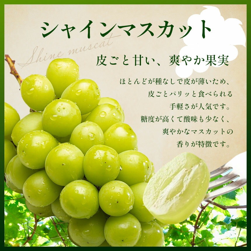 【ふるさと納税】【先行予約】朝摘み直送 シャインマスカット 1.3kg 2kg｜ぶどう ブドウ 葡萄 シャイン マスカット 種なし 皮ごと 国産 おいしい フルーツ 果実 果物 デザート お取り寄せ ご褒美 真岡市 栃木県 限定 送料無料 サムネイル3