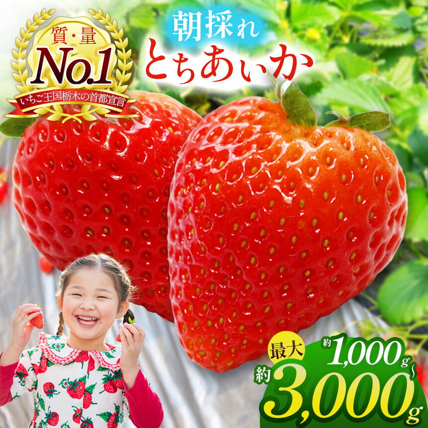朝採れ のいちご とちあいか 1000〜3000g | 朝摘み とちおとめ いちご 苺 イチゴ ストロベリー 大きい 美味しい 果汁 甘い あまい パック 人気 栃木県 真岡市 旬 送料無料