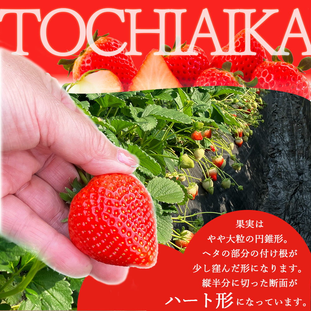【ふるさと納税】いちご とちあいか 完熟 大粒【2027年先行予約】選べる 750g 1500g | 苺 イチゴ 朝採れ 完熟 大粒 高糖度 ブランド 産地直送 フルーツ 果物 ギフト 贈答 送料無料 日本一 産地 栃木県 真岡市 【1月発送】 - 画像3