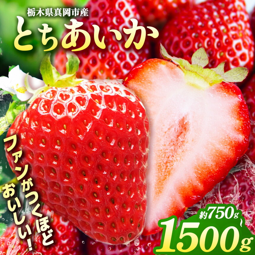いちご とちあいか 完熟 大粒【2027年先行予約】選べる 750g 1500g | 苺 イチゴ 朝採れ 完熟 大粒 高糖度 ブランド 産地直送 フルーツ 果物 ギフト 贈答 送料無料 日本一 産地 栃木県 真岡市 【1月発送】