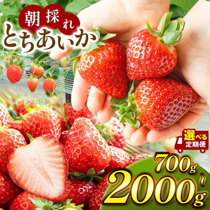 限定 定期便 いちご イチゴ とちあいか 苺 ストロベリー 朝採れ たっぷり1kg 1.4kg 2kg 贈答用 700g 訳あり 不揃い | 新鮮 完熟 高級 旬 産地直送 果汁 甘い あまい 大容量 高評価 減農薬 有機肥料 日本一 王国 安い お買い得 栃木県 真岡市 送料無料