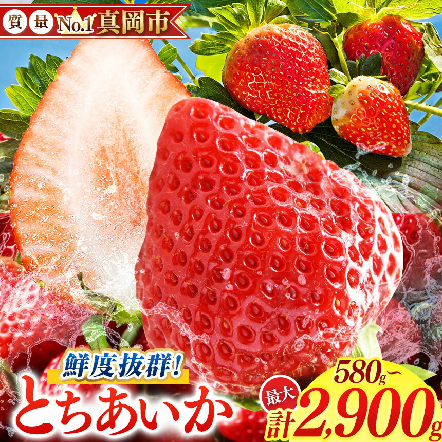 【先行予約】鮮度抜群 とちあいか 約580～約2900g | 選べる 容量 1箱 2箱 3箱 4箱 5箱 日本一 産地 大粒 冬 味覚 いちご 苺 イチゴ ストロベリー 大きい ジューシー 甘い あまい 甘味 たっぷり 大容量 | 人気 レビュー 栃木県 真岡市 送料無料