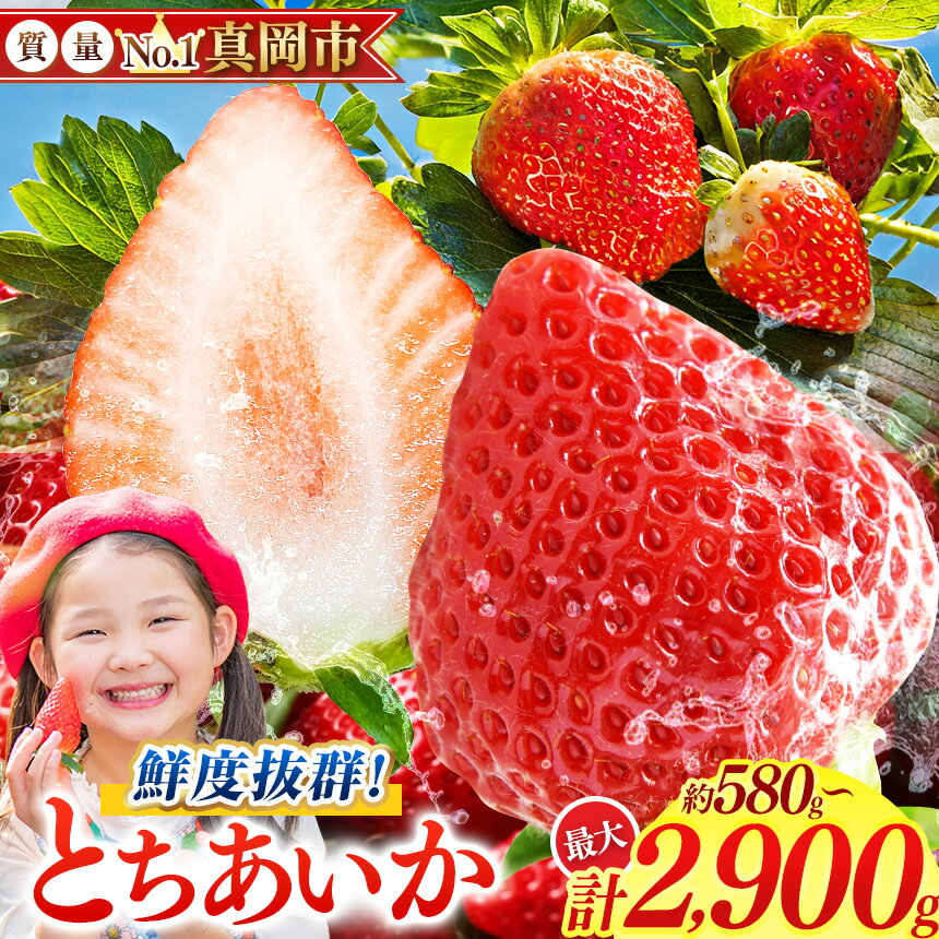 いちご 苺 農林水産大臣賞 選べる 朝採れ 旬 鮮度抜群 とちあいか 約580～約2900g | 容量 1箱 2箱 3箱 4箱 5箱 日本一 産地 大粒 冬 味覚 ストロベリー 大きい ジューシー 甘い あまい 甘味 たっぷり 大容量 | 人気 レビュー 栃木県 真岡市 送料無料