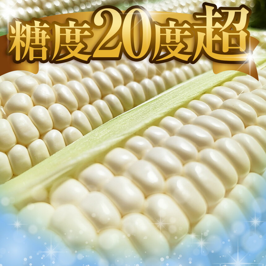 【ふるさと納税】朝採れ 農家直送 産地直送 生食 スイーツコーン プレミアム トウモロコシ 王子の「美白の甘姫」選べる 本数 | 【2026年7月上旬先行予約】トウモロコシ とうもろこし 白とうもろこし 甘姫 甘い 美味しい 希少 珍しい おやつ 栃木県 真岡市 送料無料 - 画像3