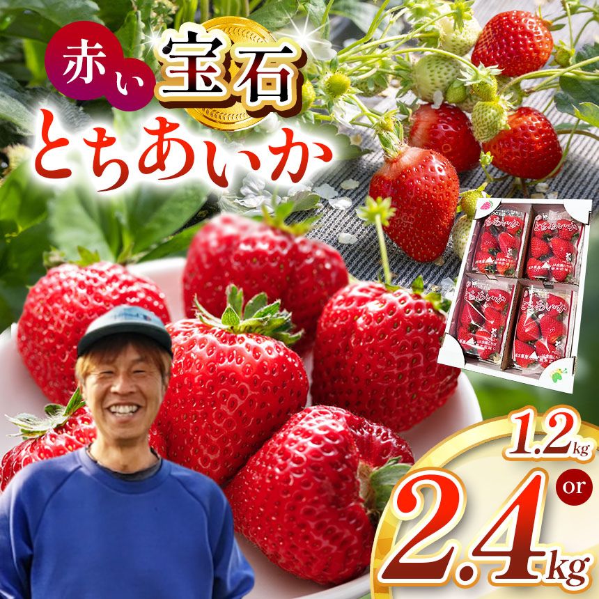 真岡市産 赤い宝石「とちあいか」いちご イチゴ 選べる 1.2kg～2.4kg | 苺 strawberry ストロベリー おいしい 甘い ジューシー 贈答用 プレゼント ご褒美 スイーツ おやつ 高評価 人気 レビュー 栃木県 真岡市 日本一 送料無料
