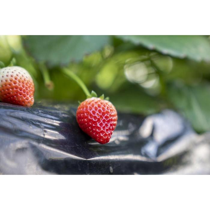 【ふるさと納税】【スムージー・かんたんジャムに最適】冷凍いちごとちあいかフレッシュフローズン（500g×2袋） | フルーツ 果物 くだもの 食品 人気 おすすめ 送料無料 サムネイル2