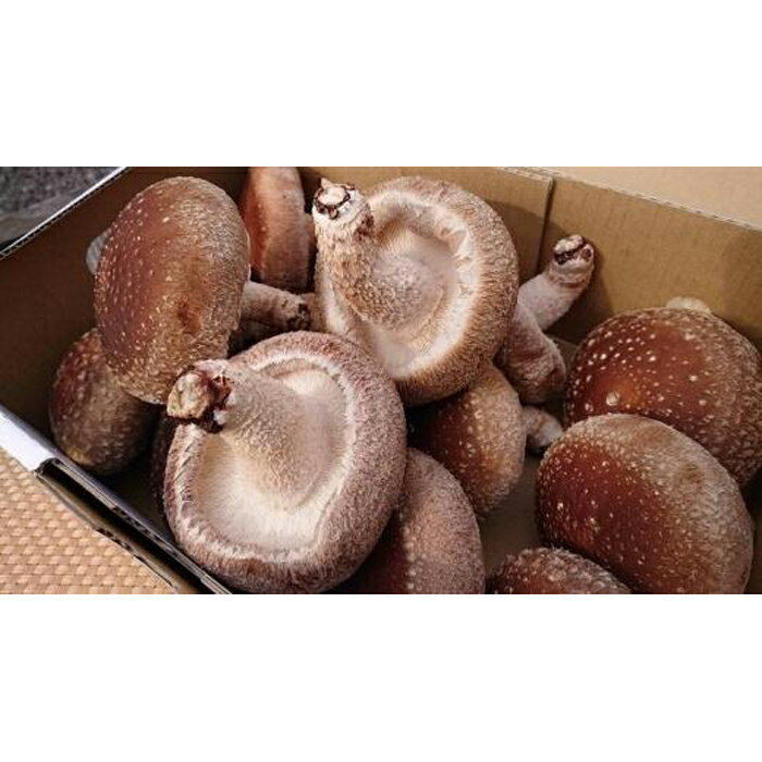 【ふるさと納税】「農水大臣賞」受賞　金沢さんの菌床しいたけギフトセット1kg | 野菜 やさい 食品 人気 おすすめ 送料無料 - 画像2