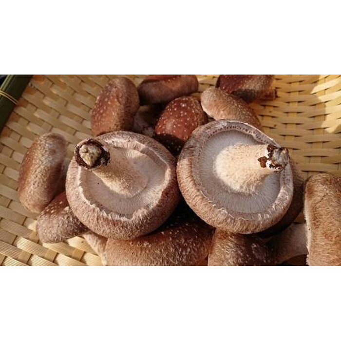 【ふるさと納税】「農水大臣賞」受賞　金沢さんの菌床しいたけギフトセット1kg | 野菜 やさい 食品 人気 おすすめ 送料無料 - 画像3