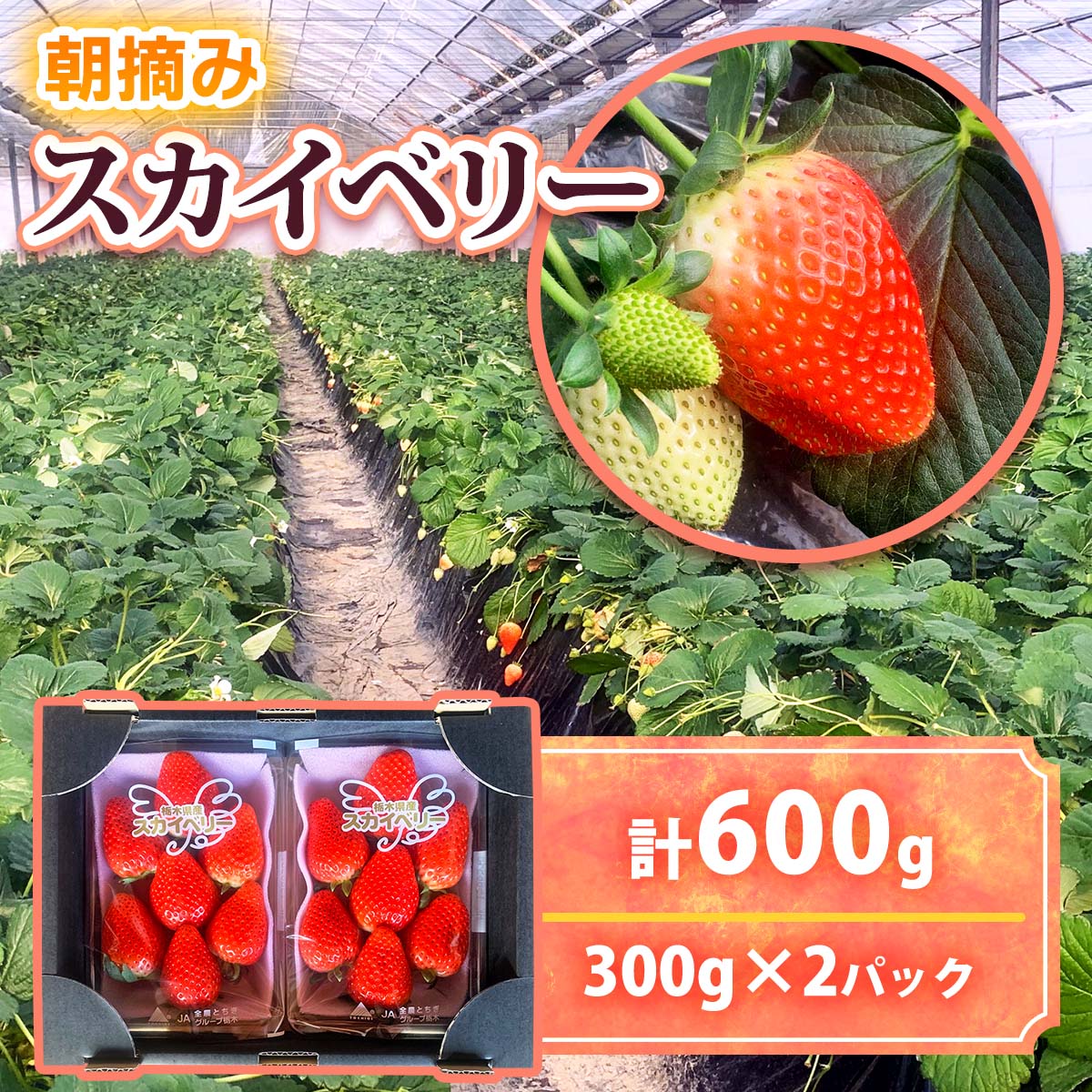 【2025年12月先行予約】朝採りスカイベリー 300g×2パック｜期間限定 先行予約 スカイベリー 朝採れ いちご イチゴ 苺 フルーツ 果物 産地直送 先行予約 栃木県 矢板市