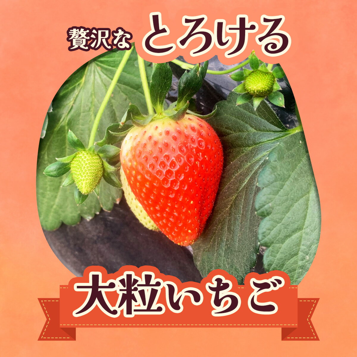 【ふるさと納税】 【2025年12月先行予約】朝採りスカイベリー 300g×2パック｜期間限定 先行予約 スカイベリー 朝採れ いちご イチゴ 苺 フルーツ 果物 産地直送 先行予約 栃木県 矢板市 サムネイル3