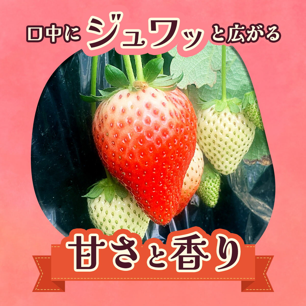 【ふるさと納税】 【2025年12月先行予約】朝摘みとちあいか 280g×4パック｜期間限定 先行予約 とちあいか 朝採れ いちご イチゴ 苺 フルーツ 果物 産地直送 先行予約 栃木県 矢板市 サムネイル2