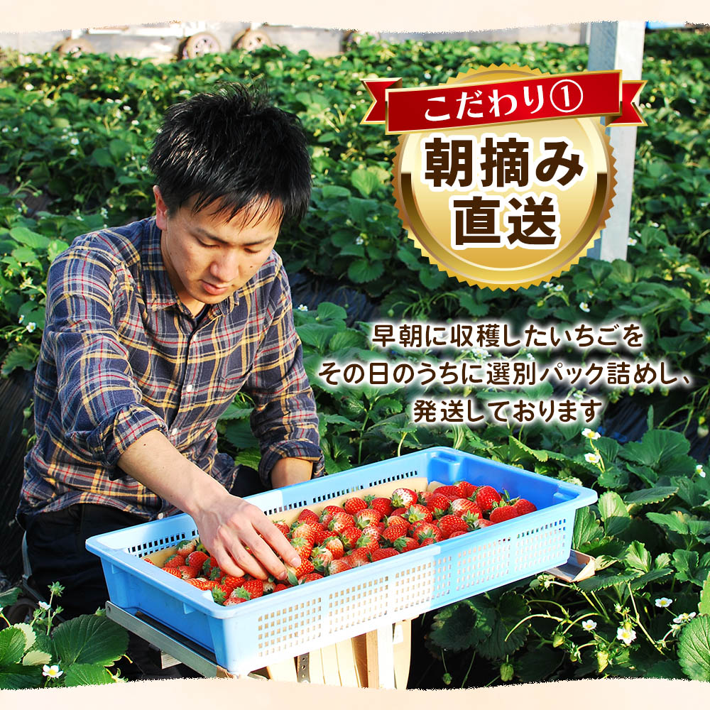 【ふるさと納税】【先行予約】【選べる品種】【選べるグラム数】苺の贅沢! いちご4種類 食べ比べセット 560g 1120g 1680g《12月より収穫・順次出荷予定》| いちご 苺 フルーツ 果物 甘い 美味しい とちおとめ とちあいか スカイベリー ミルキーベリー 選べる 栃木県 矢板市 サムネイル3