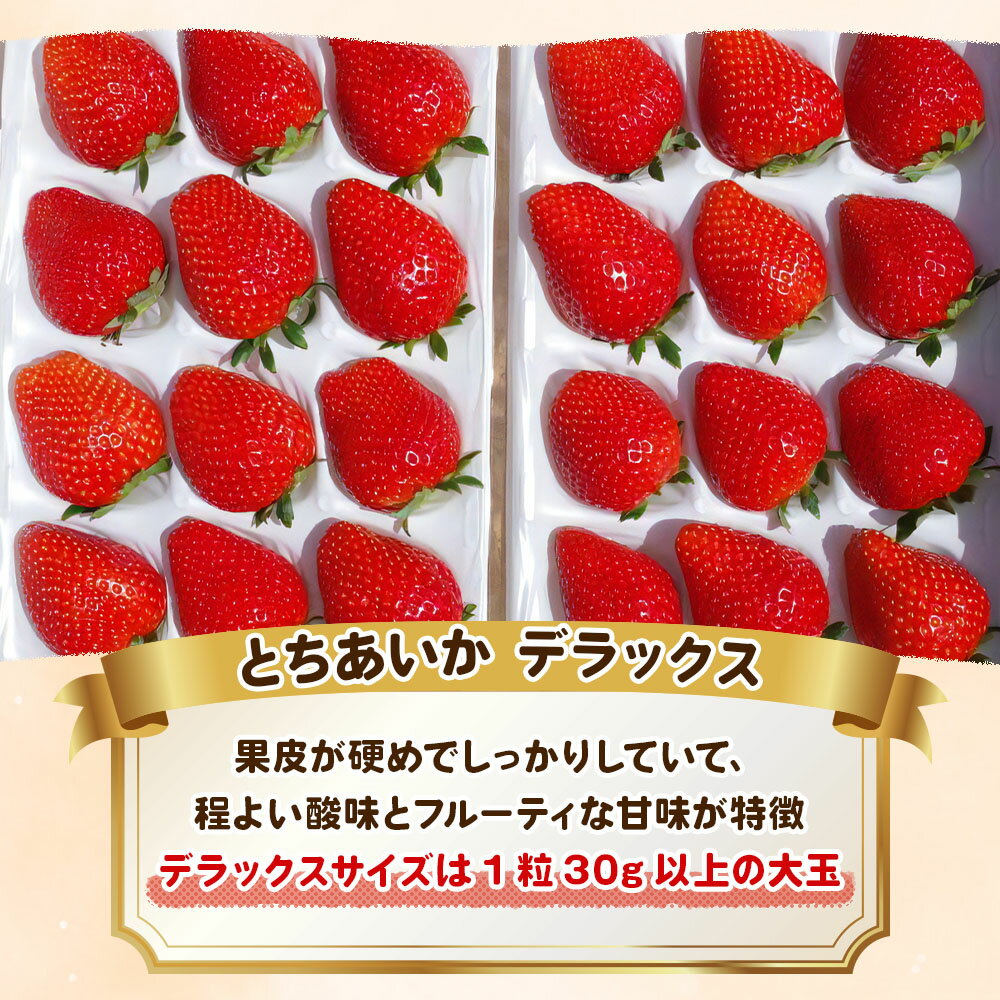 【ふるさと納税】【2026年1月先行予約】澳原いちご農園の完熟朝摘みとちあいか デラックス 400g×2 計800g《1月中旬より順次出荷》｜いちご 苺 フルーツ 果物 栃木県 矢板市 サムネイル2