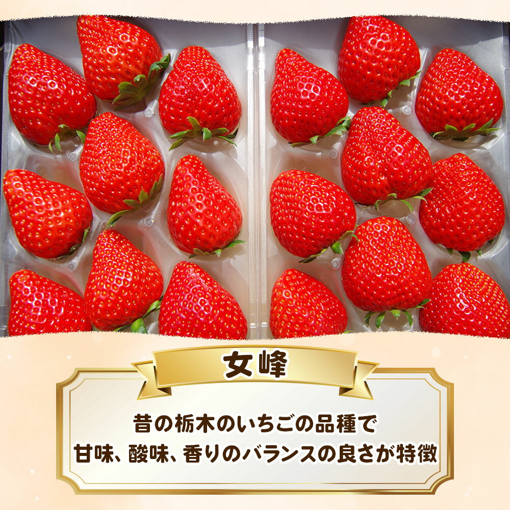 【ふるさと納税】【2025年12月先行予約】【数量限定】完熟朝摘み 女峰 約560g＜2025年12月より収穫・順次発送予定＞ ｜いちご イチゴ 苺 フルーツ 女峰 果物 女峰 産地直送 栃木県産 栃木県 矢板市 サムネイル3