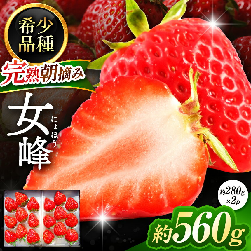 【2025年12月先行予約】【数量限定】完熟朝摘み 女峰 約560g＜2025年12月より収穫・順次発送予定＞ ｜いちご イチゴ 苺 フルーツ 女峰 果物 女峰 産地直送 栃木県産 栃木県 矢板市
