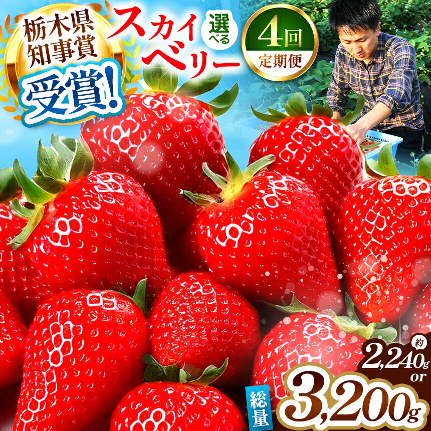 【4カ月連続定期便】【2025年12月先行予約】【選べるグラム数】澳原いちご農園の定期便 (毎月お届け 計4回)560g 800g｜いちご イチゴ 苺 スカイベリー果物 産地直送 栃木県産 期間限定 数量限定 先行予約 栃木県 矢板市