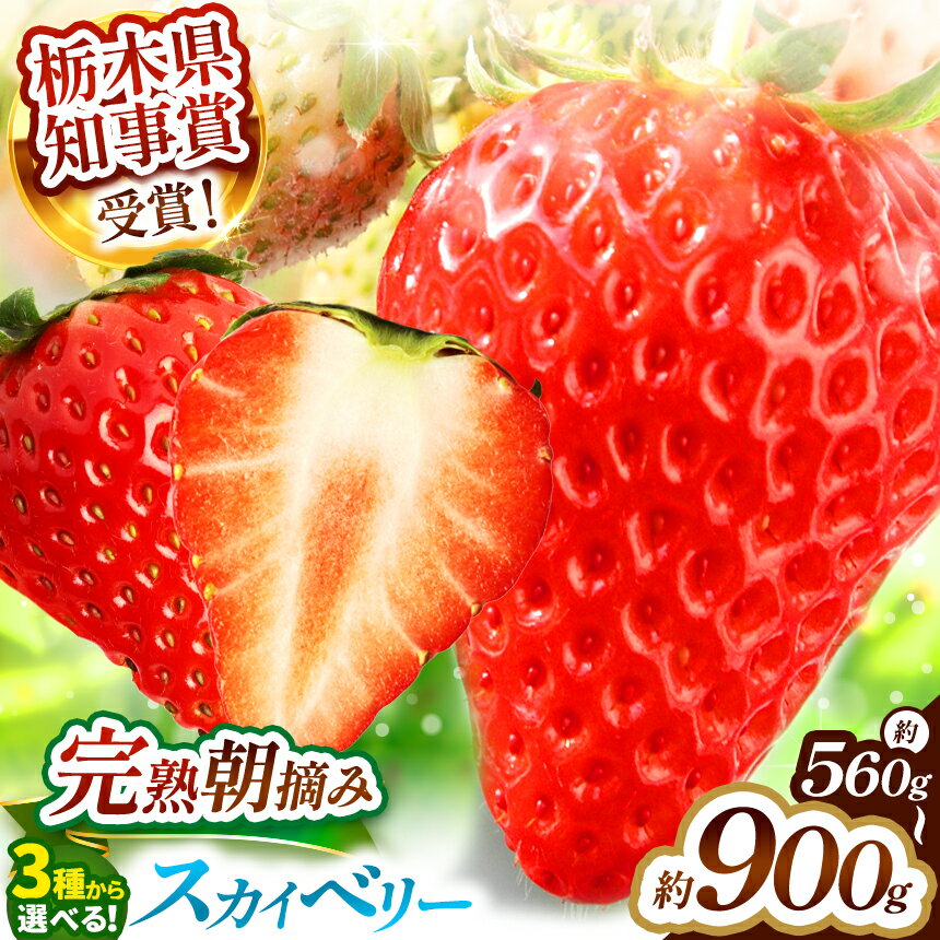 【先行予約】【選べるグラム数】スカイベリー 560g 800g 900g ＜2025年12月下旬より、収穫・順次出荷予定＞| スカイベリー いちご 苺 フルーツ 果物 選べる グラム数 大きい 希少 美味しい 甘い ふるさと 納税 栃木県 矢板市