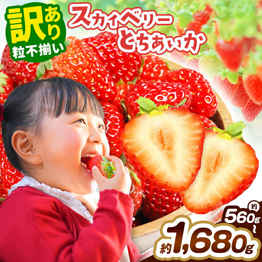 【選べる品種】【選べるグラム数】訳あり スカイベリー とちあいか 560g 1120g 1680g ＜2025年12月～2026年4月上旬頃の期間で発送＞ | 訳あり スカイベリー とちあいか いちご 苺 イチゴ フルーツ 果物 選べる グラム数 内容量 先行予約 品種 栃木県 矢板市