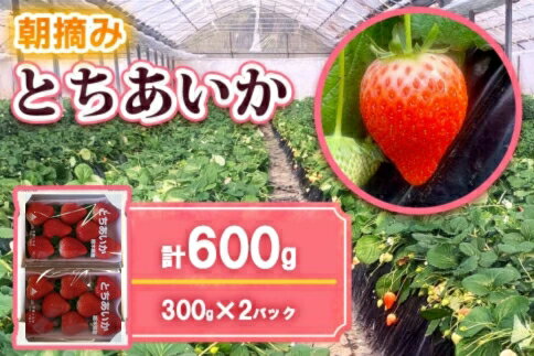 【先行予約】朝摘みとちあいか 300g×2パック＜2025年12月中旬から2026年3月下旬にお届け＞｜期間限定 先行予約 とちあいか 朝採れ いちご イチゴ 苺 フルーツ 果物 産地直送 先行予約 栃木県 矢板市