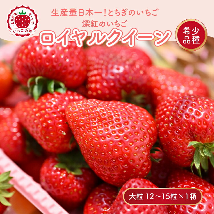 深紅のいちご 『ロイヤルクイーン』 大粒 12粒～15粒×1箱 先行予約 希少価値の高いイチゴの女王！ 深紅のスイートベリー 58ロハスファーム ｜いちご イチゴ 苺 栃木県 果物 フルーツ 新鮮 贈答 ギフト 高級 ※2026年1月中旬～5月中旬頃に順次発送予定