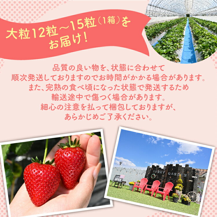 【ふるさと納税】深紅のいちご 『ロイヤルクイーン』 大粒 12粒～15粒×1箱 先行予約 希少価値の高いイチゴの女王！ 深紅のスイートベリー 58ロハスファーム ｜いちご イチゴ 苺 栃木県 果物 フルーツ 新鮮 贈答 ギフト 高級 ※2026年1月中旬～5月中旬頃に順次発送予定 サムネイル2