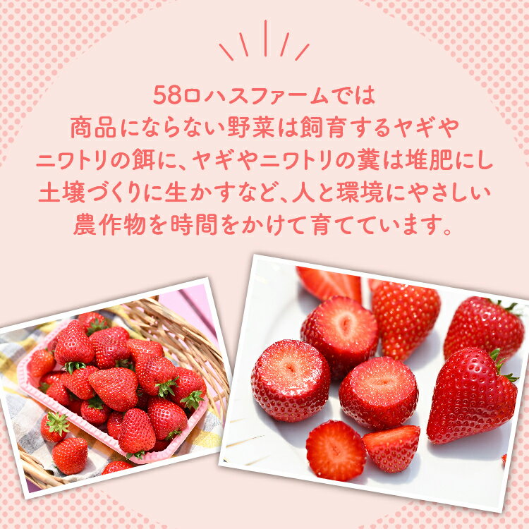 【ふるさと納税】深紅のいちご 『ロイヤルクイーン』 大粒 12粒～15粒×1箱 先行予約 希少価値の高いイチゴの女王！ 深紅のスイートベリー 58ロハスファーム ｜いちご イチゴ 苺 栃木県 果物 フルーツ 新鮮 贈答 ギフト 高級 ※2026年1月中旬～5月中旬頃に順次発送予定 サムネイル3