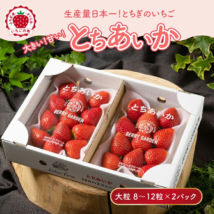 いちご 甘さ際立つ新品種 『とちあいか』 大粒 8～12粒×2パック 58ロハスファーム【58ロハスクラブ】 ｜いちご イチゴ 苺 先行予約 栃木県 果物 くだもの フルーツ とちあいか 新鮮 贈答 ギフト 大粒 ※2026年1月中旬～5月中旬頃に順次発送予定