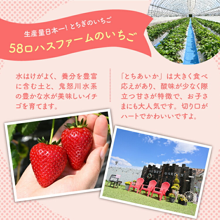 【ふるさと納税】いちご 甘さ際立つ新品種 『とちあいか』 大粒 8～12粒×2パック 58ロハスファーム【58ロハスクラブ】 ｜いちご イチゴ 苺 先行予約 栃木県 果物 くだもの フルーツ とちあいか 新鮮 贈答 ギフト 大粒 ※2026年1月中旬～5月中旬頃に順次発送予定 サムネイル2