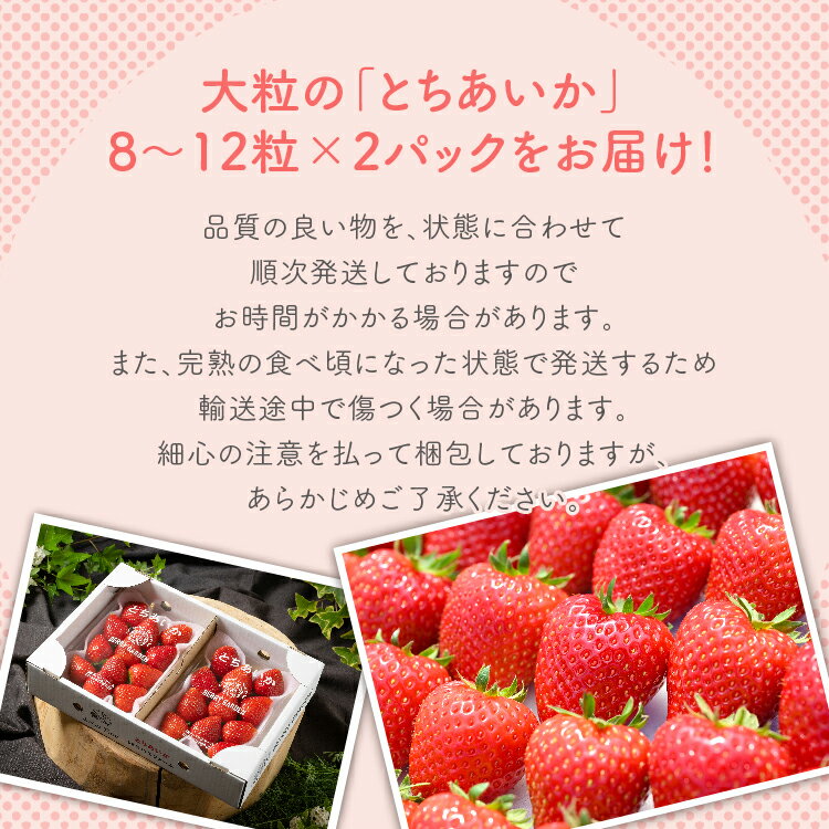 【ふるさと納税】いちご 甘さ際立つ新品種 『とちあいか』 大粒 8～12粒×2パック 58ロハスファーム【58ロハスクラブ】 ｜いちご イチゴ 苺 先行予約 栃木県 果物 くだもの フルーツ とちあいか 新鮮 贈答 ギフト 大粒 ※2026年1月中旬～5月中旬頃に順次発送予定 サムネイル3