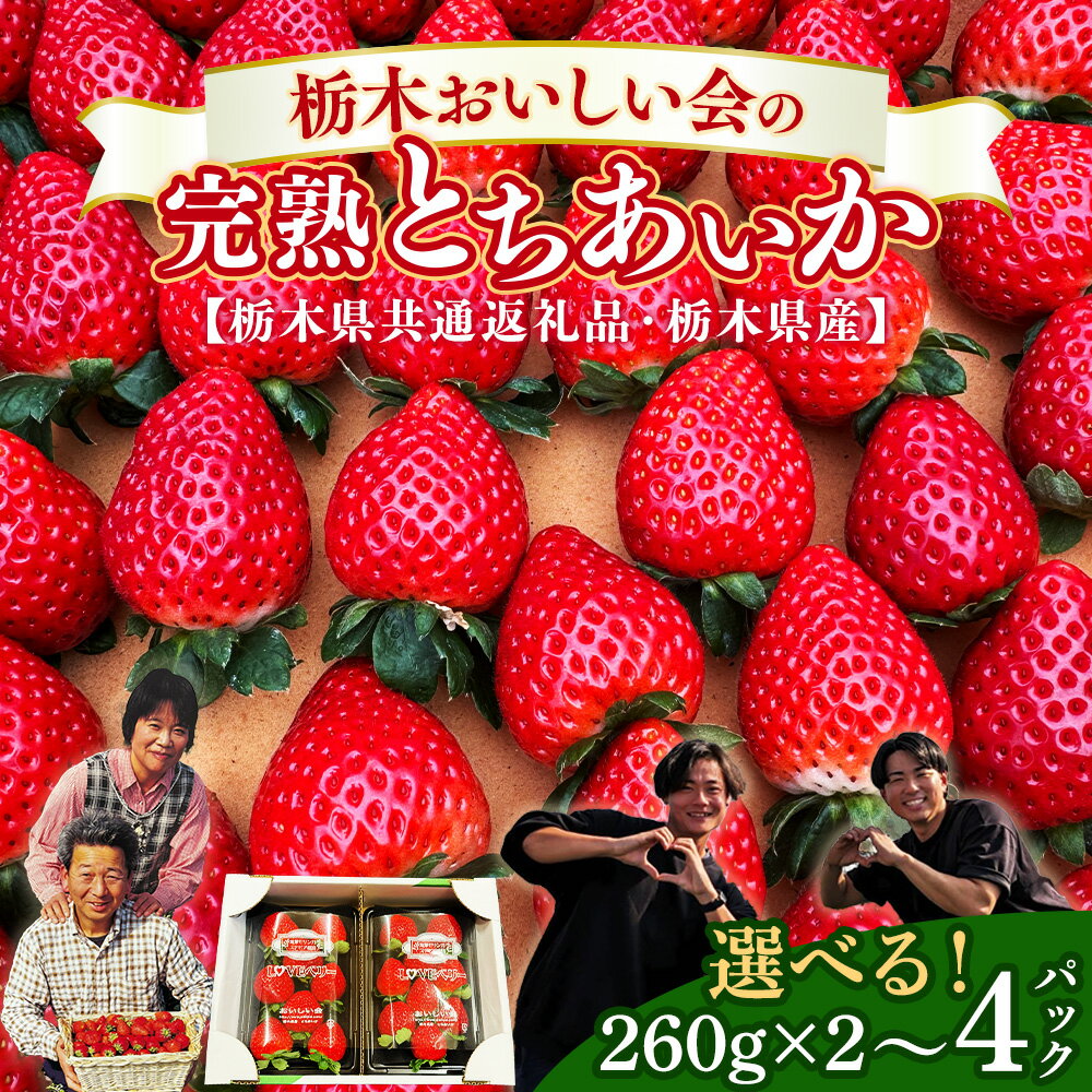 ＼選べる内容量／栃木おいしい会のいちご（とちあいか）260g×2パック（520g）・260g×4パック（1040g）｜栃木県共通返礼品 栃木県産 ※離島への配送不可 ※2026年1月上旬～4月下旬頃に順次発送予定