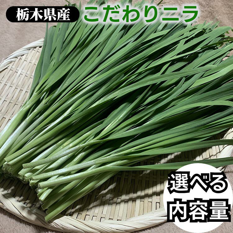 ＼選べる内容量／栃木県産こだわりニラ100g×10束 20束 30束 50束 100束 ｜ さくら市 にら 韮 野菜　国産