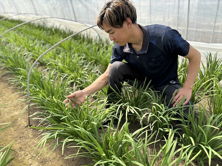 【ふるさと納税】＼選べる内容量／栃木県産こだわりニラ100g×10束 20束 30束 50束 100束 ｜ さくら市 にら 韮 野菜　国産 - 画像3