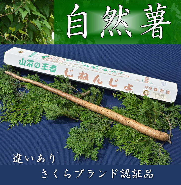 さくらブランド認証品　えみの自然薯　1本（500g以上）山芋 とろろ 国産 健康 ※2025年11月下旬頃より順次発送予定
