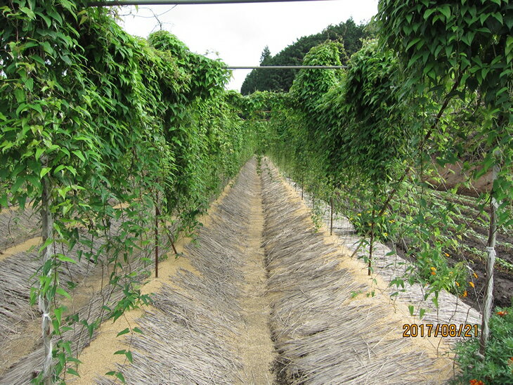 【ふるさと納税】さくらブランド認証品　えみの自然薯　2～3本（1.5kg以上）山芋 とろろ 国産 健康 ※2025年11月下旬頃より順次発送予定 - 画像2