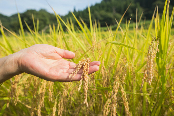 【ふるさと納税】令和7年栃木県産 コシヒカリ 玄米24kg【検査1等米】 ※離島への配送不可 - 画像3